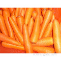 Différentes tailles de carottes lavées et polies